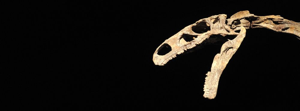 0-328781-dino.jpg 0-328781-dino.jpg