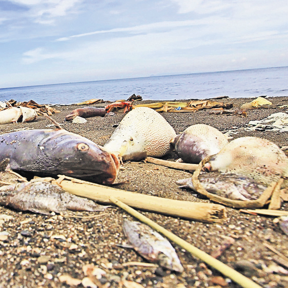 4641-321932-fish.jpg