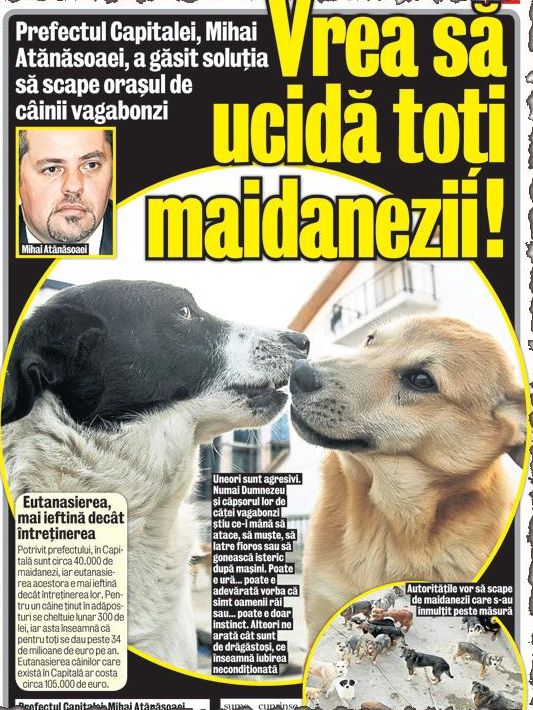 4663-328692-maidanezi.jpg