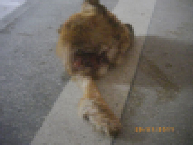 0-332032-blurata.jpg 0-332032-blurata.jpg