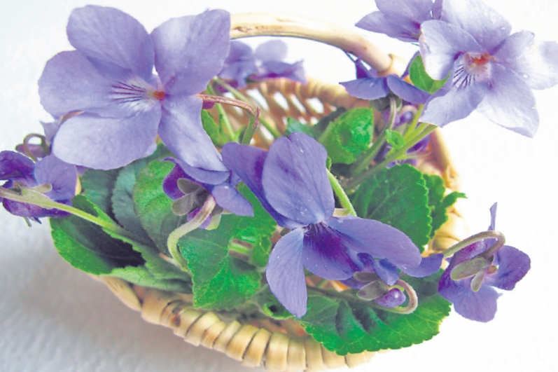 4577-303422-2violete.jpg
