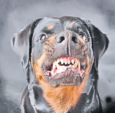 4669-330683-rottweiler.jpg