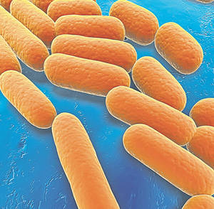 La Baia Mare se experimentează o tehnologie inedită în minerit | Vom folosi bacterii pentru extragerea aurului
