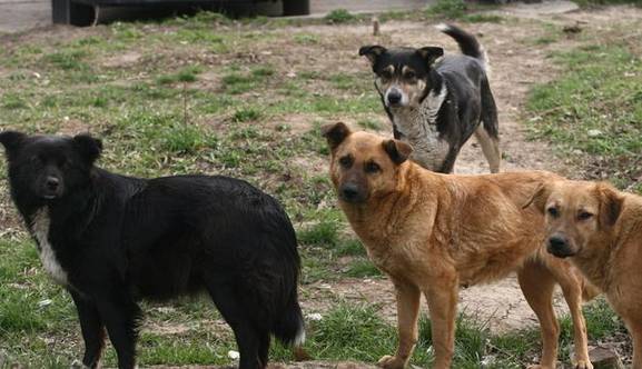 Deputații vor eutanasierea maidanezilor: "Viaţa oamenilor este mai importantă"