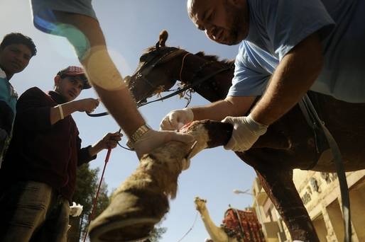 Vier Pfoten ajută animalele înfometate din Egipt! 