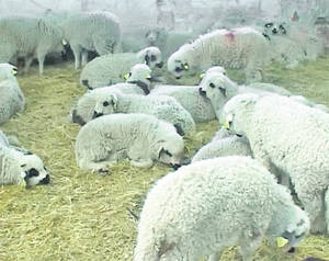 Mieii din turmele arădene vor pleca spre Italia