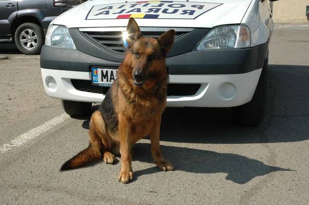 De Ziua Jandarmeriei, luptătorii s-au luat la trântă cu copiii