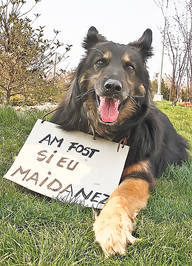 Video | Liber la eutanasierea maidanezilor | Iubitorii de animale au pierdut războiul cu deputaţii din Comisia de administraţie