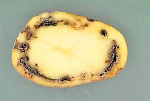 A dat boala în cartofi