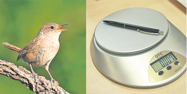 Iată cele mai mici păsări din România
