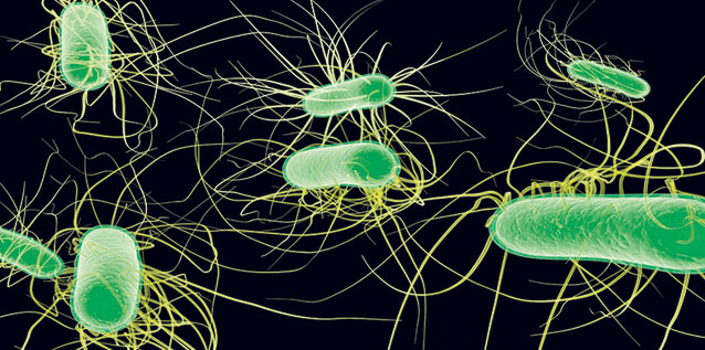 Producătorii români încearcă să ne convingă să cumpărăm produse autohtone: «Mâncaţi castraveţi d’ăştia de la mine, că n-au nici o bacterie»