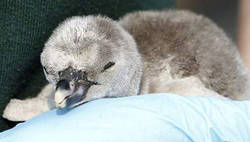 pinguin