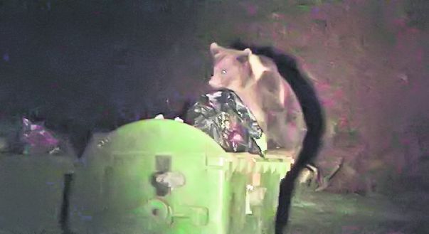 Video | Ursuleţii au dat iama în tomberoane