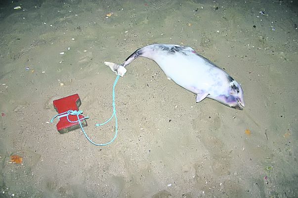 Delfinul a ajuns la mal, pentru că dala nu era suficient de grea