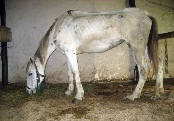 O familie din Dorohoi al cărei copil a murit încercând să salveze un mânz, a primit un nou căluţ