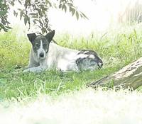 Câinele alb, indicat de locatari, la fel de violent precum cel care a muşcat fetiţa, stă mai mult pe spaţiul verde de lângă bloc