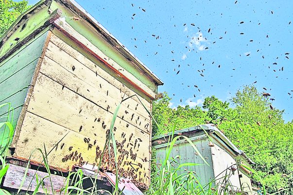 Producţia de propolis a albinelor ţine loc de meteorolog pentru proprietarii de stupi