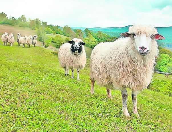 Dacă oile sunt liniştite, ciobanii ştiu că urmează vreme bună, iar dacă sunt agitate, nu e de bine...