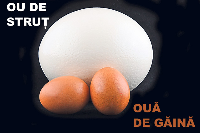 Foto | Crește struți, ca pe găini