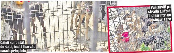 180 de câini, lăsaţi să moară de foame