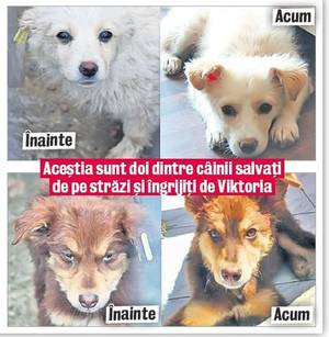 O soprană suedeză le găseşte maidanezilor din România stăpâni în străinătate