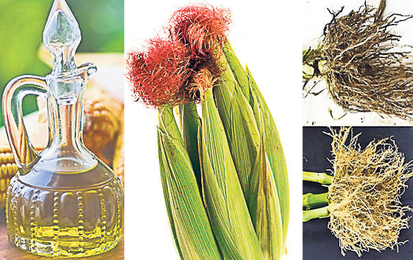 Porumbul, sursă de vitamine şi de fibre