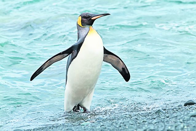 Pinguinii vor face deliciul spectatorilor