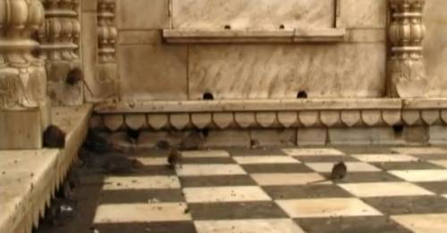 Templul sobolanilor, India