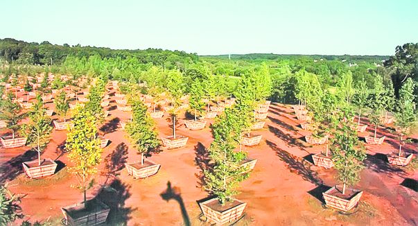 400 de copaci, plantaţi în ghivece, vor fi mutaţi în curând în parcul memorial de la World Trade Center