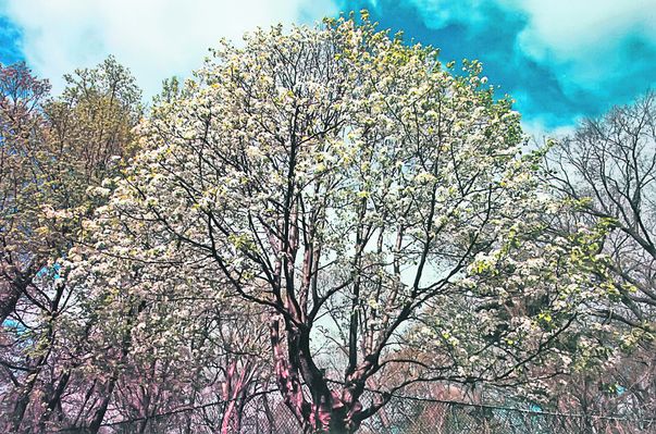 Copacul supravieţuitor, un păr distrus aproape în totalitate în timpul atentatelor, care şi-a revenit uimitor, este acum unul dintre simbolurile renaşterii oraşului New York