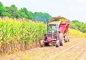 Câmpurile sunt pline de porumb în acest an