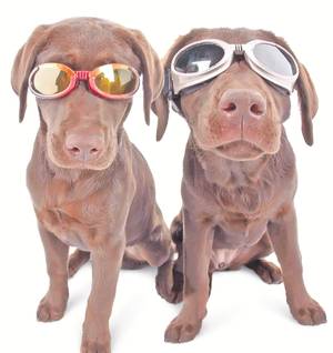 Ochelarii de soare pentru câini sunt la modă în SUA