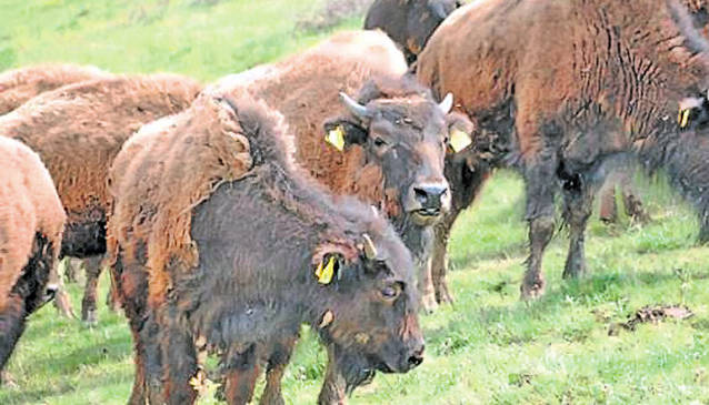 Uite ce le-a dat prin cap să crească!