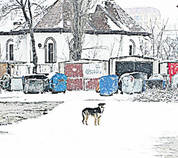 Halucinant! Mâncat de viu de maidanezi! Un copil de 12 ani a fost atacat de o haită furibundă de câini