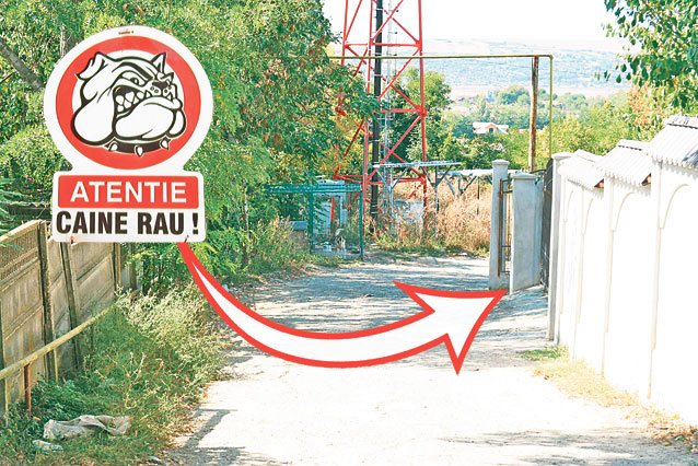 Halucinant! Mâncat de viu de maidanezi! Un copil de 12 ani a fost atacat de o haită furibundă de câini