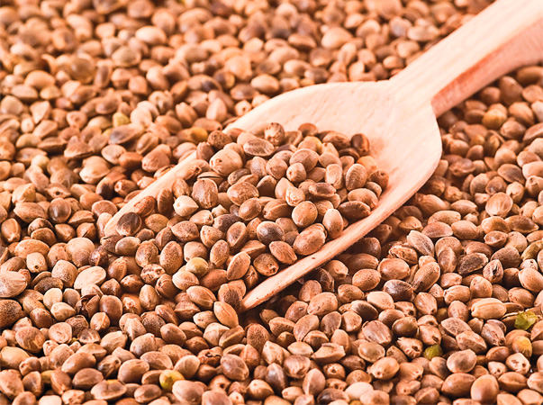 Seminţele de cânepă se pot consuma după ce sunt decorticate. Ele sunt bogate în proteine vegetale