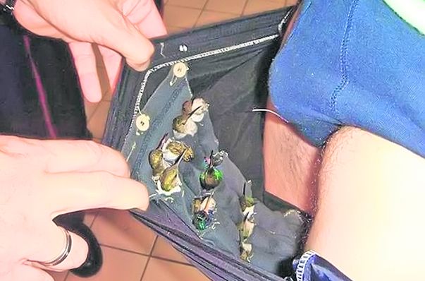 Bărbatul a învelit fiecare pasăre într-o pânză şi le-a legat cu bandă adezivå să nu scape