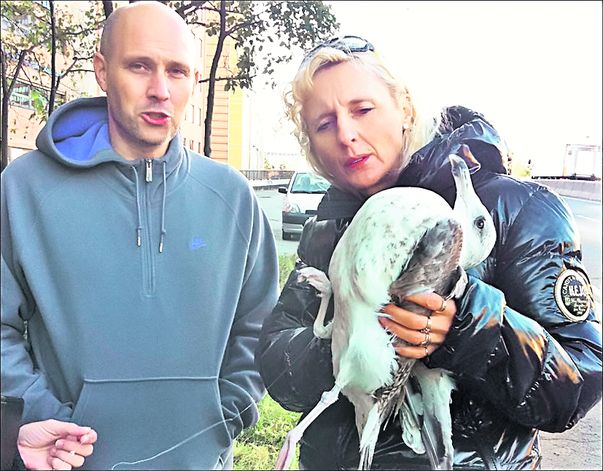 Jurnaliștii norvegieni își ilustrează articolul defăimător la adresa românilor doar cu un pescăruș viu care are prinsă o sfoară de un picior / foto: VerdensGang