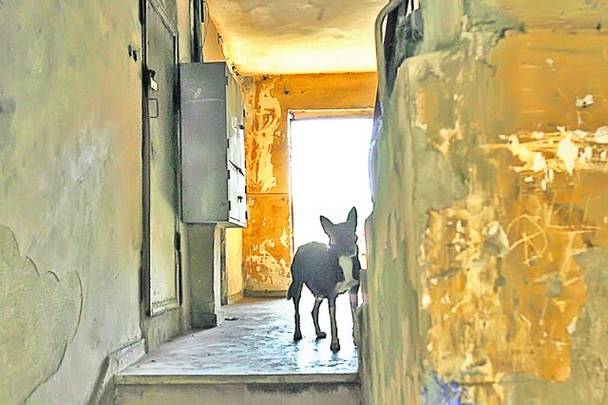 În Mătăsari, câinii şi-au făcut adăpost în blocuri