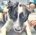 Hingherii l-au gazat, dar căţelul a trăit