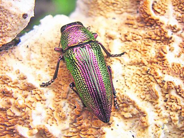 Cele mai trăsnite descoperiri au fost premiate cu trofeul IgNobel