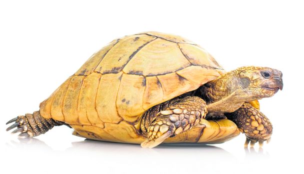 Cele mai trăsnite descoperiri au fost premiate cu trofeul IgNobel