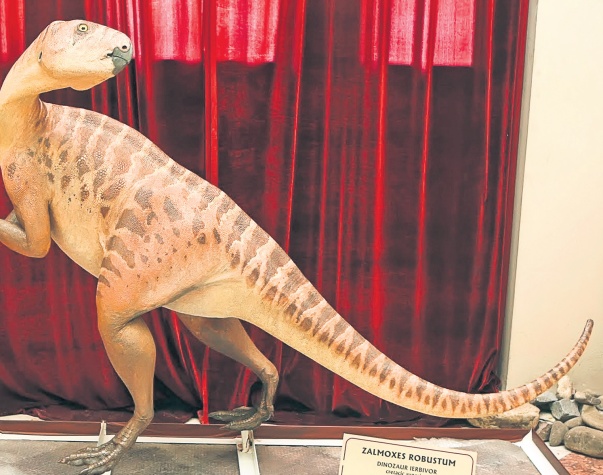 Dinozaur pitic, Zamolxe Dinozaur pitic, Zamolxe