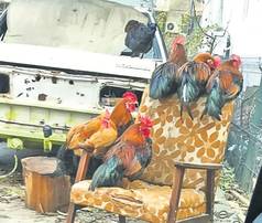 Unul din locurile preferate de păsări este un fotoliu vechi, scos în faţa blocului de familia Pănuţă