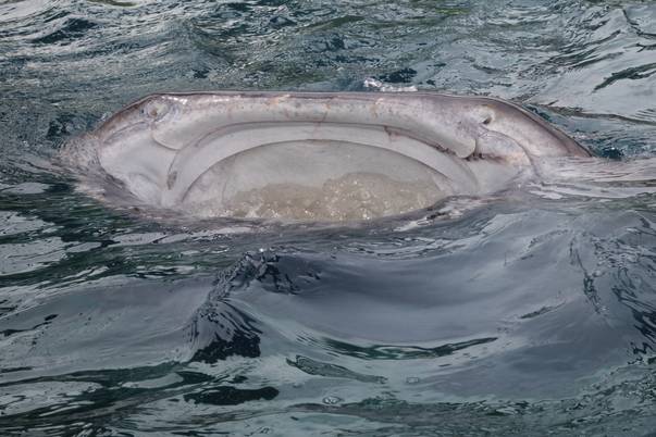 rechinul balena hranit cu mana de pescar