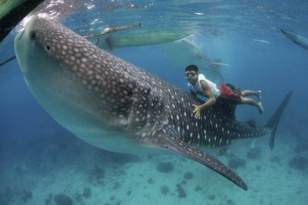 rechinul balena si omul