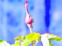 Ieri au fost cu 22 de grade mai mult decât temperatura normală pentru această perioadă