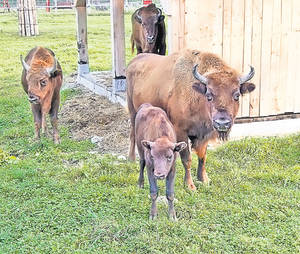 Cele mai exotice specii de animale dispărute din ţara noastră | Leii vânau în Bihor, cu 35.000 de ani în urmă