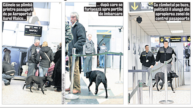 «Operaţiune» de gradul zero pe Aeroportul Aurel Vlaicu. Un căţel a încercat să treacă fraudulos frontiera