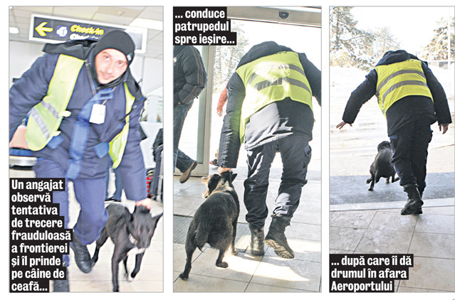 «Operaţiune» de gradul zero pe Aeroportul Aurel Vlaicu. Un căţel a încercat să treacă fraudulos frontiera